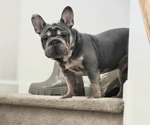 Father of the French Bulldog puppies born on 05/29/2026