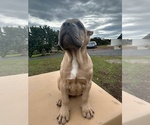 Small Photo #24 Cane Corso Puppy For Sale in OCEANSIDE, CA, USA