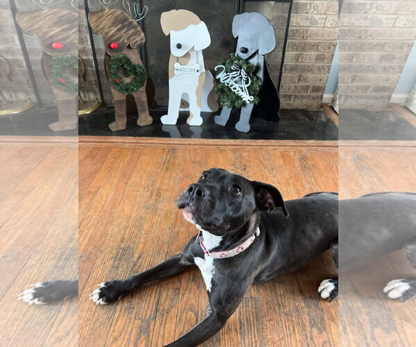 Medium Photo #18 American Pit Bull Terrier-Unknown Mix Puppy For Sale in Germantown, OH, USA