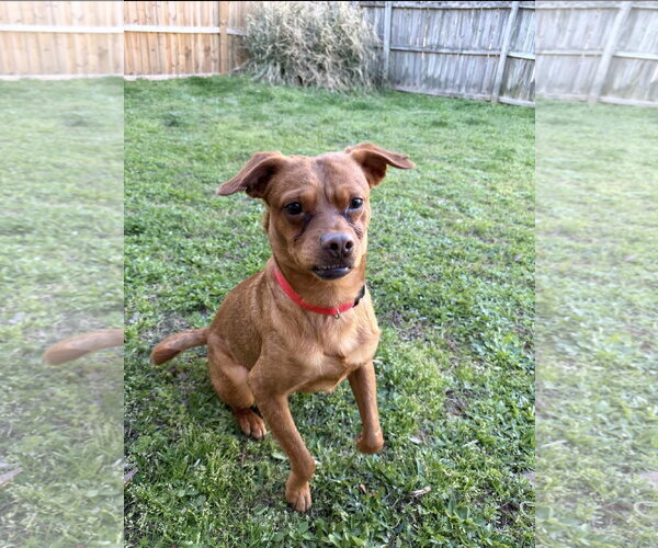 Medium Photo #5 Labrador Retriever-Unknown Mix Puppy For Sale in Ball Ground, GA, USA