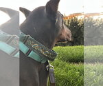Small #5 Doberman Pinscher
