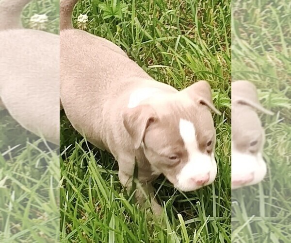 Medium Photo #23 American Bully Puppy For Sale in COUDERSPORT, PA, USA