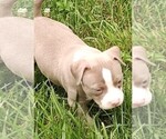 Small #4 American Bully