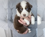 Small Photo #2 Australian Shepherd Puppy For Sale in MOUNT PULASKI, IL, USA