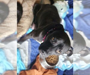 Jupiter - Female Labrador Retriever-Unknown Mix Dog for Adoption - Photo #6