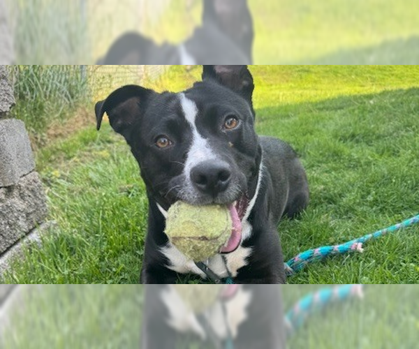 Medium Photo #2 Staffordshire Bull Terrier-Unknown Mix Puppy For Sale in Springdale, PA, USA