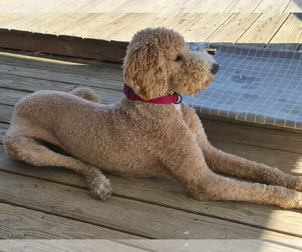 Medium Photo #2 Poodle (Standard)-Unknown Mix Puppy For Sale in Westwood, NJ, USA