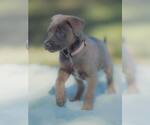 Small #3 Labrador Retriever Mix