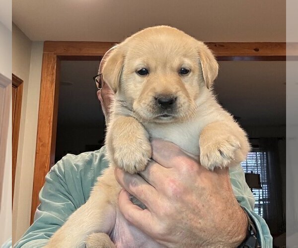 Medium Photo #141 Labrador Retriever Puppy For Sale in HIGH POINT, NC, USA