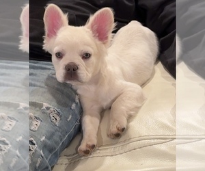 French Bulldog Puppy for sale in CHESNEE, SC, USA
