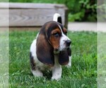 Small #2 Basset Hound