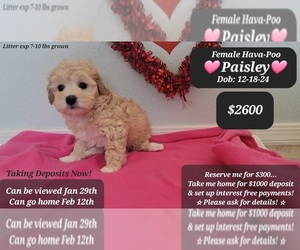 Poovanese Puppy for sale in TUCSON, AZ, USA