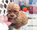 Small #5 Chihuahua-Poodle (Toy) Mix