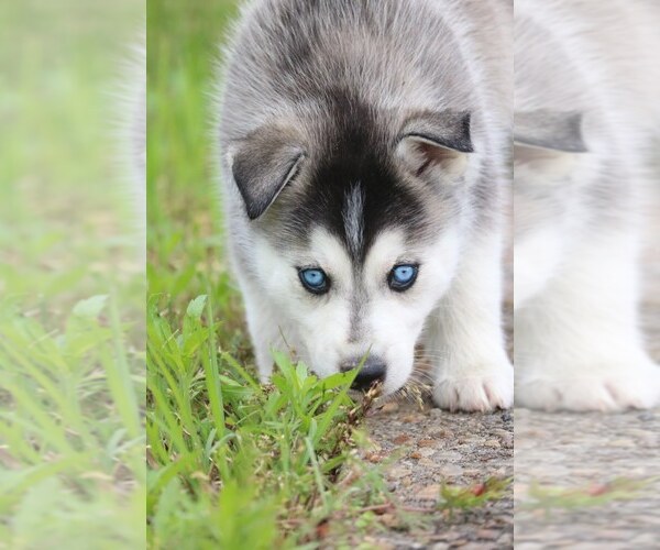 Medium Photo #11 Labrador Retriever-Siberian Husky Mix Puppy For Sale in WOODFORD, VA, USA