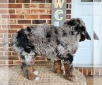 Small #7 F2 Aussiedoodle