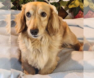 Dachshund Dogs for adoption in Bon Carbo, CO, USA