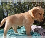 Small Photo #8 Golden Retriever Puppy For Sale in BUTNER, NC, USA