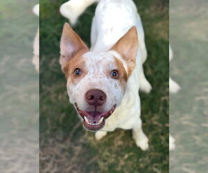 Oliver - Male Mutt Dog for Adoption - Photo #3