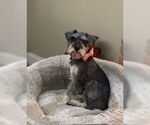 Small #1 Mutt