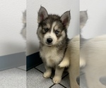 Small Photo #2 Siberian Husky Puppy For Sale in NEW PORT RICHEY, FL, USA