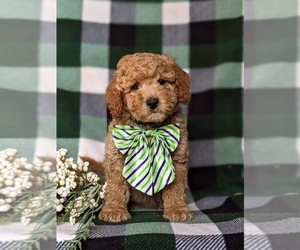 Medium Goldendoodle (Miniature)