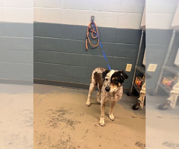 Medium Photo #1 Mutt Puppy For Sale in Tallahassee, FL, USA