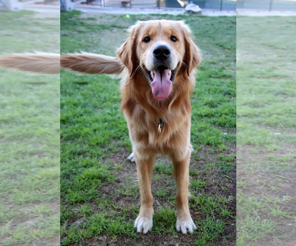 Medium Photo #5 Golden Retriever Puppy For Sale in Glendale , AZ, USA