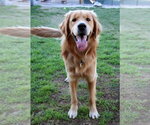 Small #4 Golden Retriever