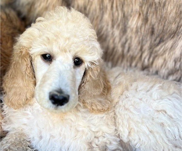 Medium Photo #6 Poodle (Standard) Puppy For Sale in PASO ROBLES, CA, USA