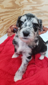 Medium Photo #4 Aussiedoodle Puppy For Sale in MIDDLETOWN, DE, USA