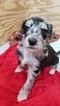 Small Photo #4 Aussiedoodle Puppy For Sale in MIDDLETOWN, DE, USA