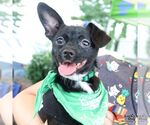 Small #3 Chihuahua Mix