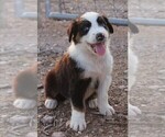 Puppy BTF Australian Shepherd