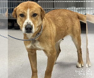 Retriever -Unknown Mix Dogs for adoption in Washington, DC, USA