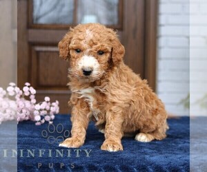 Goldendoodle (Miniature) Puppy for sale in NARVON, PA, USA