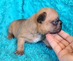 Small #5 French Bulldog