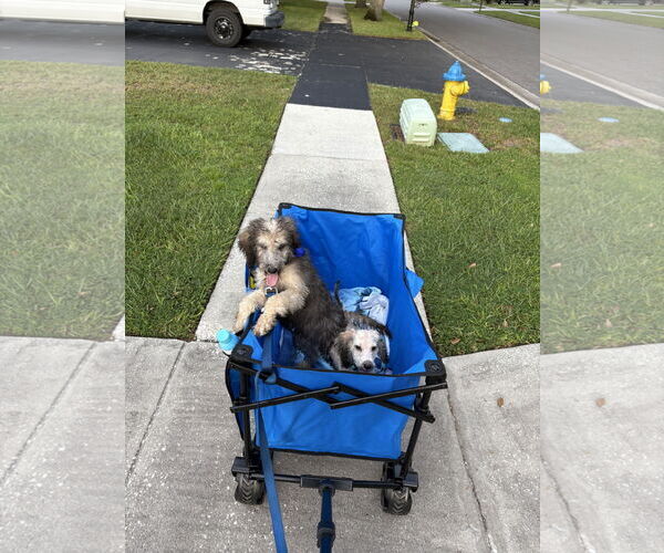 Medium Photo #4 Poodle (Miniature) Puppy For Sale in Valrico, FL, USA