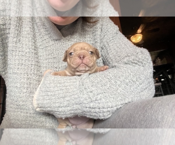 Medium Photo #16 Frenchie Pug Puppy For Sale in BLOOMINGTON, IL, USA