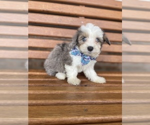Miniature Australian Shepherd-Poodle (Toy) Mix Puppy for sale in BEECH GROVE, IN, USA