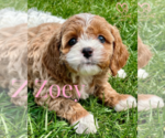 Small Photo #5 Cavapoo Puppy For Sale in ELMHURST, IL, USA