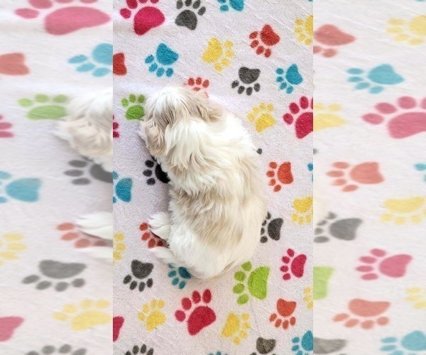 Medium Photo #13 Shih Tzu Puppy For Sale in ORO VALLEY, AZ, USA