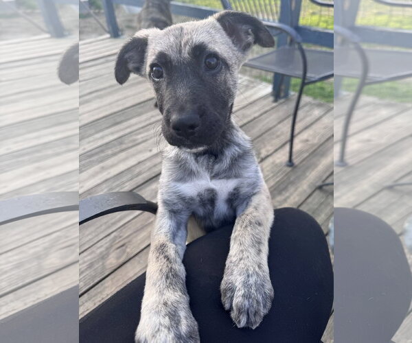 Medium Photo #1 German Shepherd Dog-Unknown Mix Puppy For Sale in Columbus, IN, USA