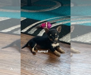 ShiChi Puppy for sale in CISCO, TX, USA