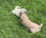 Small #6 Goldendoodle (Miniature)
