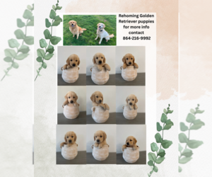 Golden Retriever Puppy for Sale in GREENVILLE, South Carolina USA