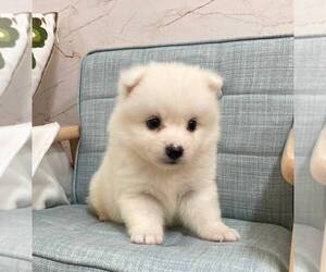 Japanese Spitz Puppy for sale in ROWLAND HEIGHTS, CA, USA
