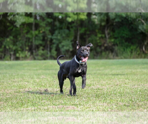 Medium Photo #8 Mutt Puppy For Sale in  Gainesville, FL, USA