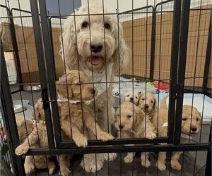 Mother of the Goldendoodle puppies born on 02/23/2024