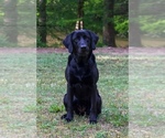 Small #27 Labrador Retriever