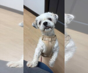 Shih Tzu-Unknown Mix Dogs for adoption in Morganville, NJ, USA